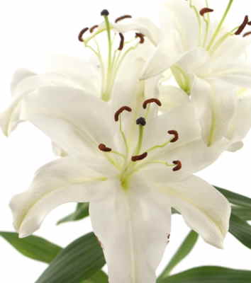 Ramos Flores Finlandia, Floristería Online, Arreglos Florales, Ramos de Flores para Regalar, Flores Blancas, Comprar Flores, Flores en Murcia